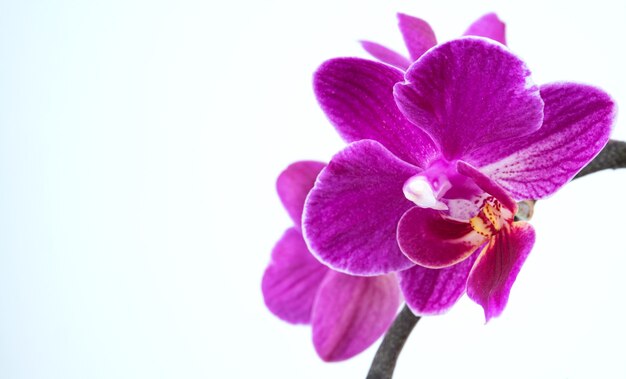 Photo a branch of a beautiful purple orchid phalaenopsis on a white background