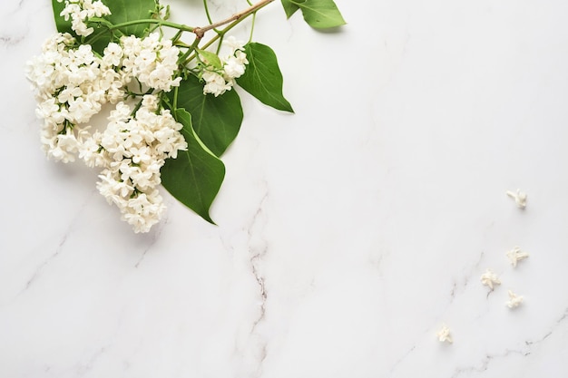 Branch of beautiful white lilac on grey background. Top view. Festive greeting card with peony for weddings, happy womens day Valentines and Mothers day.