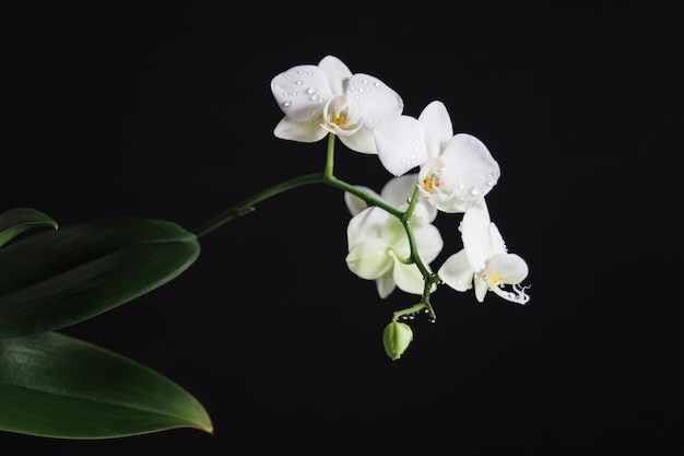 Branch of beautiful white orchid on black background