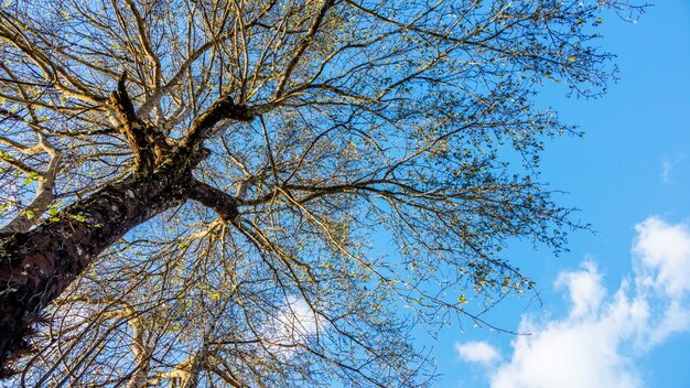 A branch of a big tree on a blue sky background.