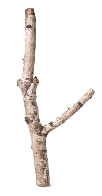 Photo branch of a birch isolated