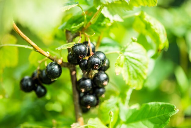 Branch of black currant in the village garden. bio .