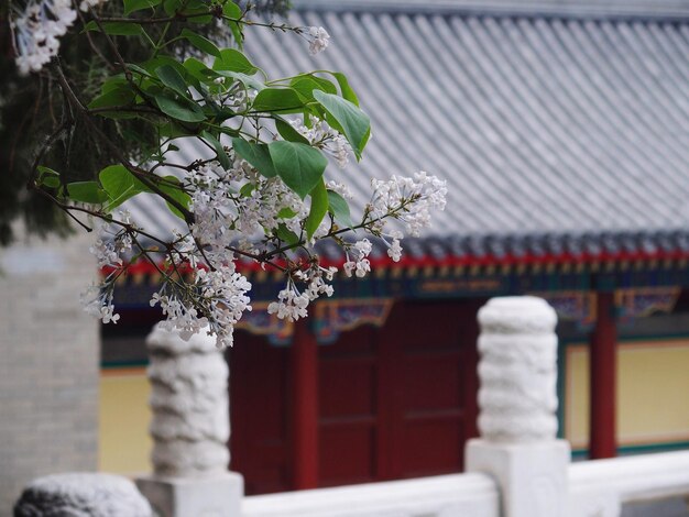 Photo branch in bloom against traditional chinese building