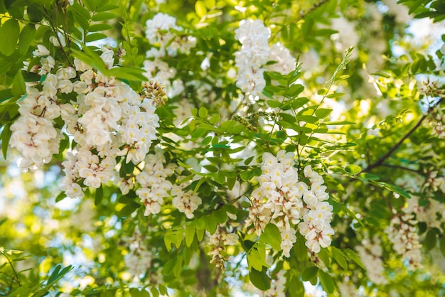 Branch of blooming acacia. spring is coming