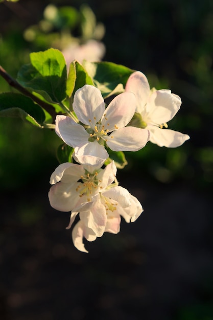 Branch of blooming apple tree in a spring orchard with blurred background