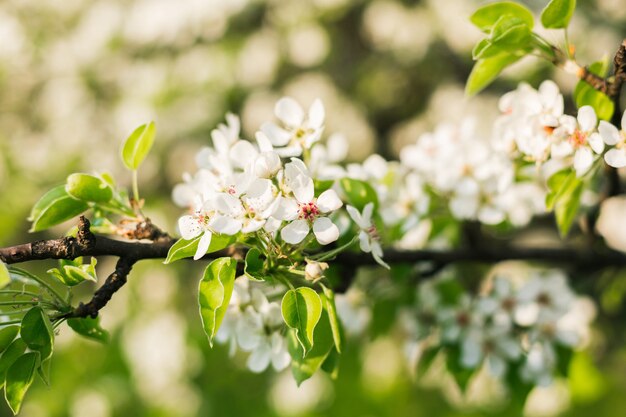 Branch of blooming apple tree with the sun