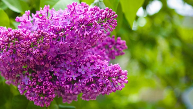 A branch of blooming lilac in the garden