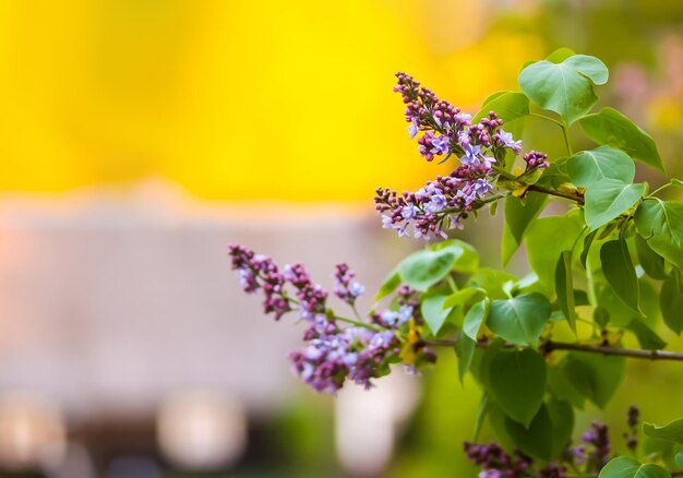 咲くライラックまたはSyringavulgaris植物の枝春の庭の咲く茂みに小さな紫紫色の花