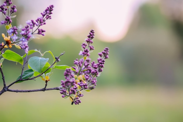 A branch of blooming lilacs or Syringa vulgaris plant Small purple violet flowers on blooming bush in spring garden