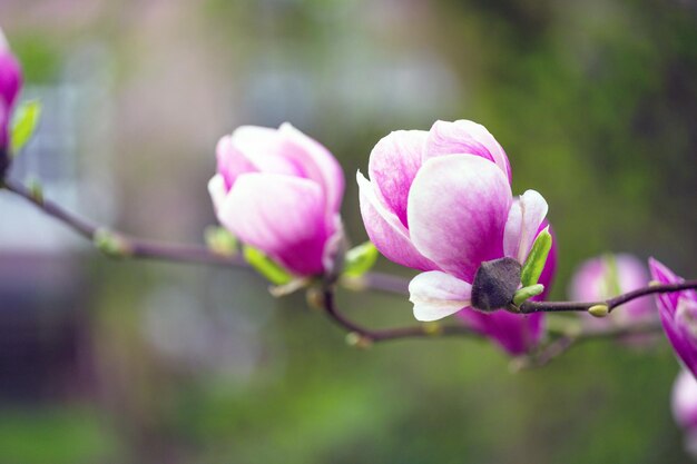 Branch of a blooming magnolia