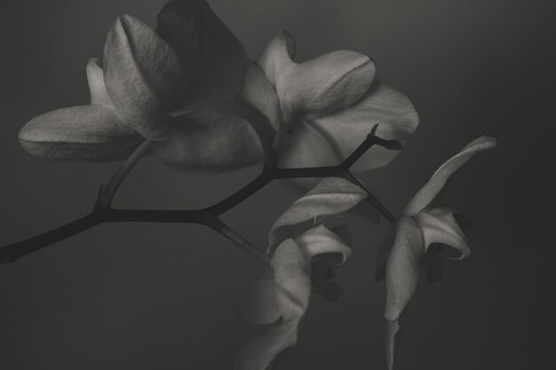 咲く蘭のクローズ アップ胡蝶蘭黒と白の写真の枝