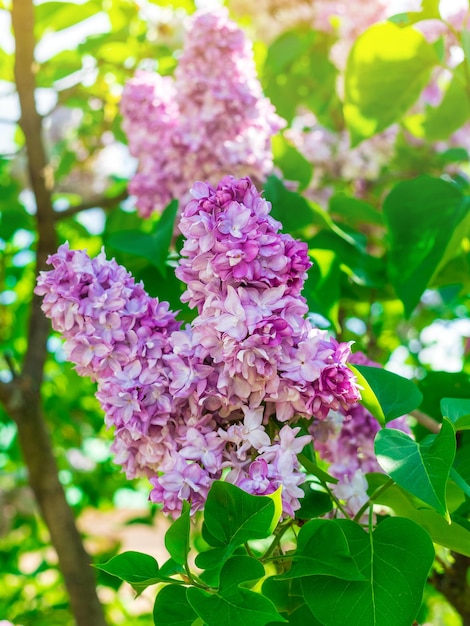 Branch of blooming pink fluffy lilacs in the garden in Moscow closeup