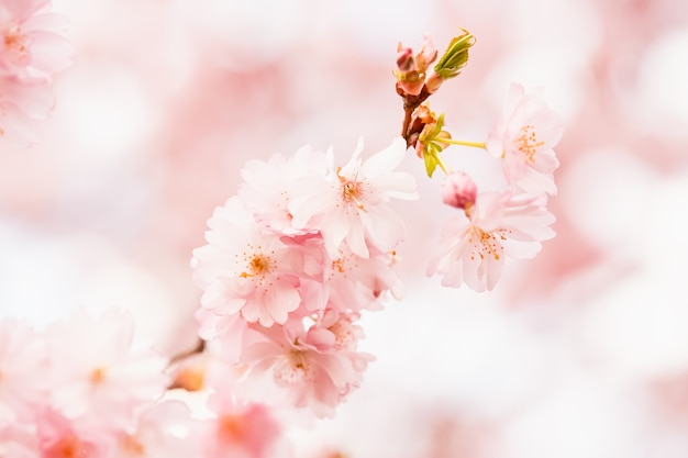 Photo branch of blooming pink sakura cherry blossom branch in bloom spring background copy space