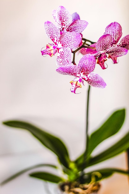 Branch of blooming purple orchid closeup phalaenopsis