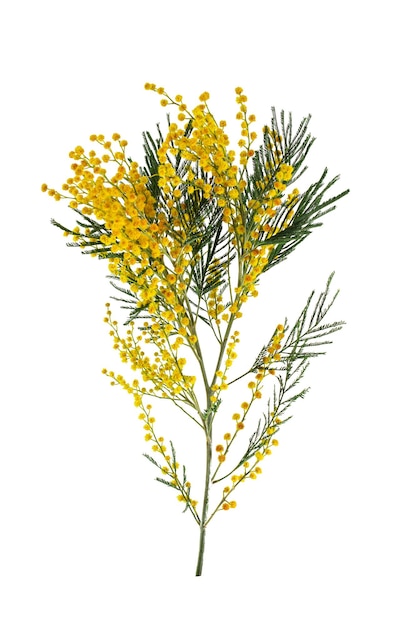 a branch of blooming southern acacia or mimosa, isolated on a white background