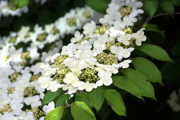 Ветка цветущего дерева белые цветы крупным планом фото весеннего цветения