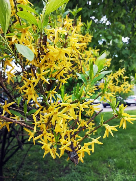 A branch of a blooming weeping forsythia or a golden bellshaped flower Forsythia suspensa