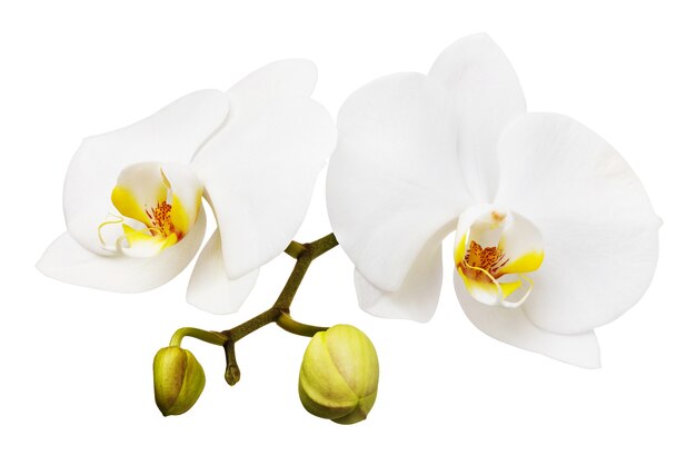 Branch of a blooming white orchid with a yellow color on the lip and a few unopened buds isolated