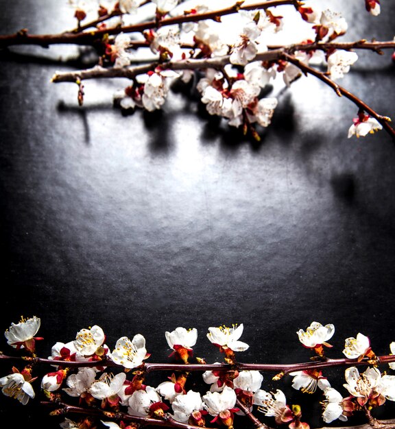 Branch of blossoming almond flower on a black surface