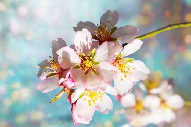 A branch of blossoming almonds