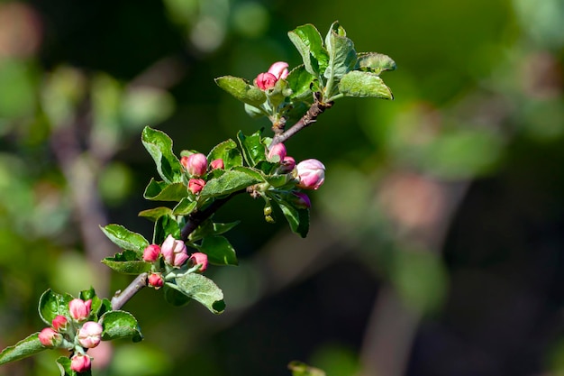 開花するリンゴの木のクローズアップの枝