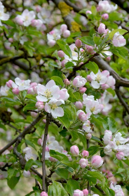 Branch of a blossoming apple tree in the garden