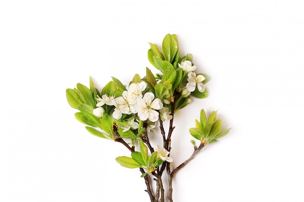 Branch of a blossoming apple tree plum pear isolated on white