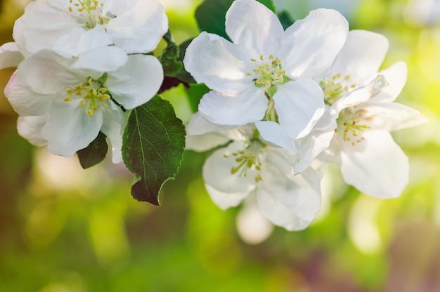 Branch of a blossoming apple tree in spring garden