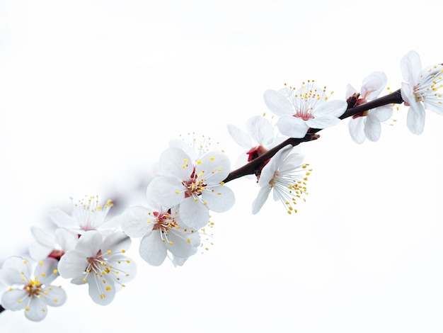A branch of a blossoming apple tree on a white background.