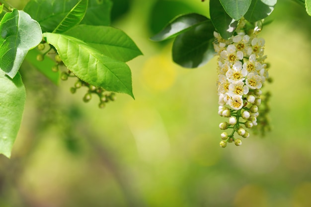 Branch of a blossoming bird cherry. Floral natural background.