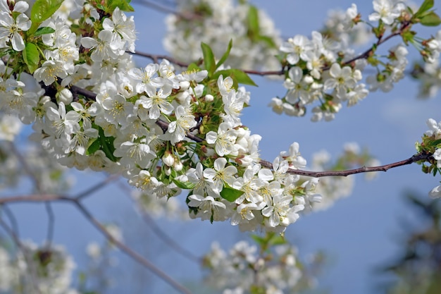 青い空を背景に桜の開花の枝