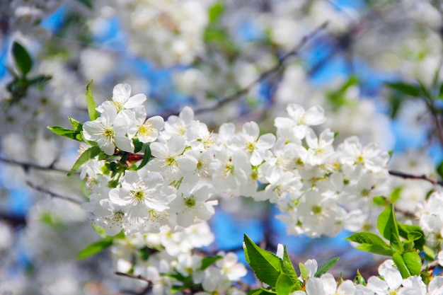 Branch of blossoming cherry in spring cherry blossom in spring white flowers of cherry tree