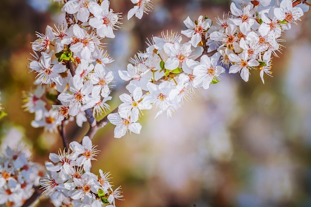 Branch of blossoming cherry tree floral background instagram stile