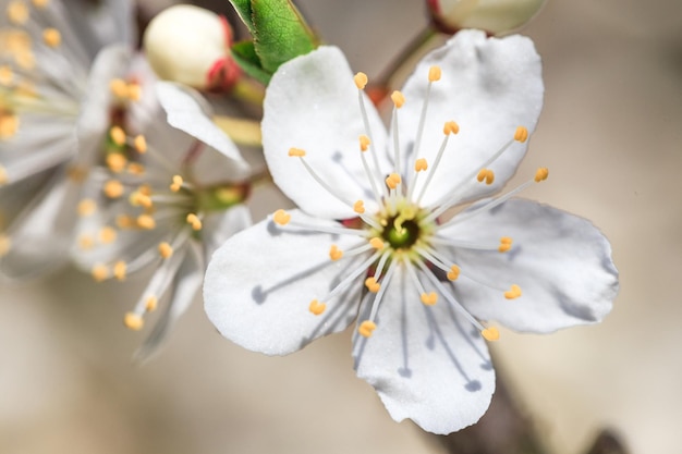 Ветка цветущей вишни с красивыми белыми цветами Малая глубина резкости