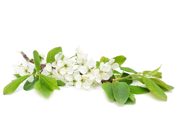 Branch of blossoming cherry on a white background