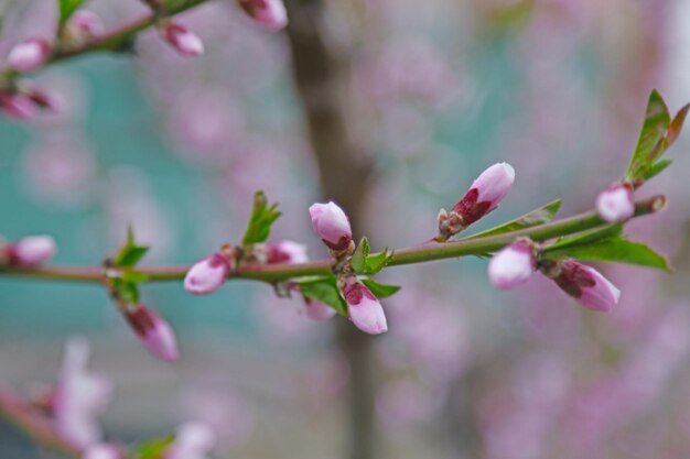 Branch of blossoming fruit tree on blurred background