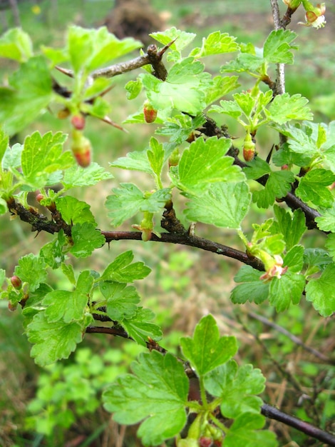 Photo branch of a blossoming gooseberry