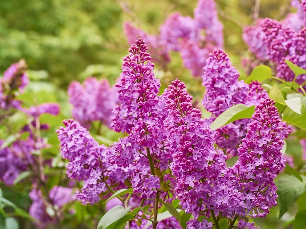 Branch of blossoming lilac in a spring garden