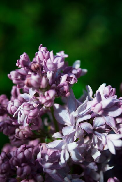 Photo branch of blossoming lilac