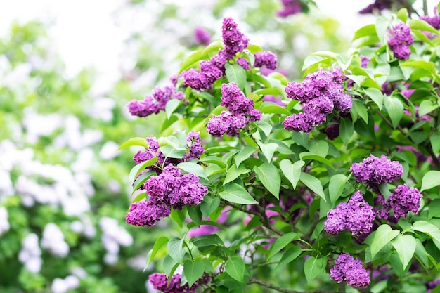 branch of Blossoming purple lilacs in spring
