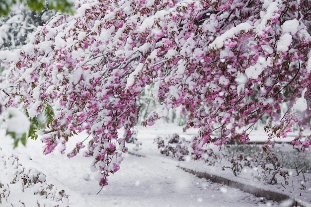 Branch of blossoming sakura tree under snow