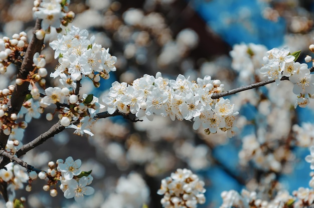 Branch of a blossoming tree cherry beautiful white flowers