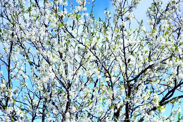 branch of blossoming tree of plum on background of the blue sky