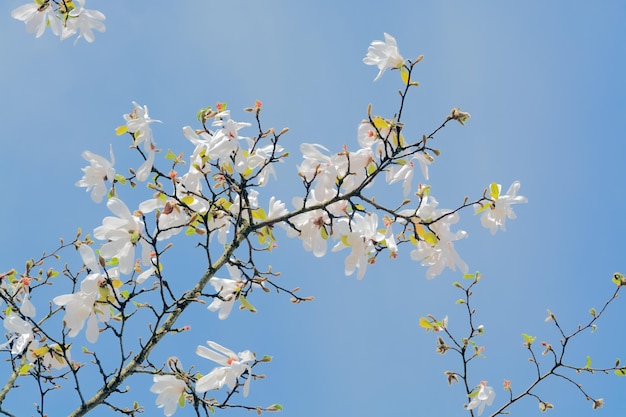 Branch of blossoming white magnolia on blue sky background