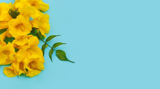 Branch of blossoms flower on light blue background.Common names include Yellow Trumpetbush,Yellow bells,ginger-thomas(Tecoma stans).Free copy space