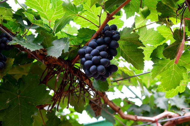 Branch of blue grapes on vine in vineyard