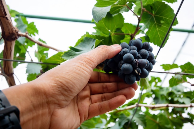 Branch of blue grapes on vine in vineyard