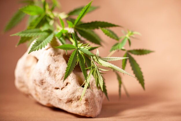 Ramo di cannabis su pietra naturale e carta artigianale, con spazio per le copie
