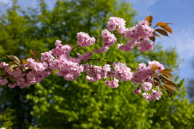 空を背景に桜の枝