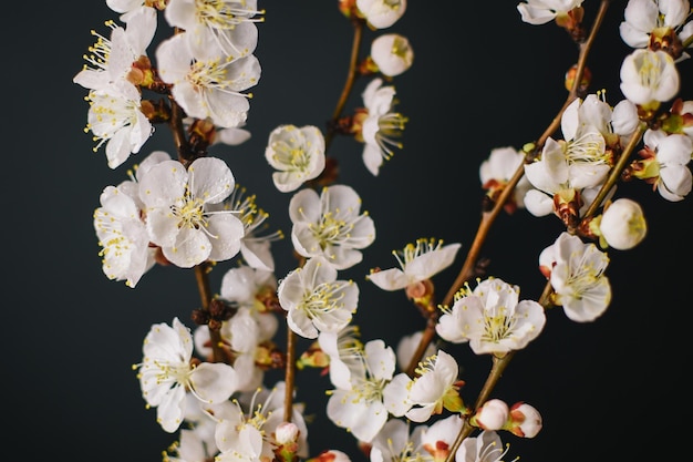 A branch of cherry blossoms with white flowers